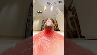 Close-Up: Dachshund vs. Watermelon &ndash; The Cutest Snack Attack! #dogshorts #wienerdog