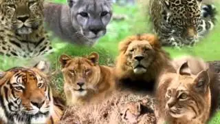 Save the big cats! ( why you shouldn't have them as pets and how to save them!)