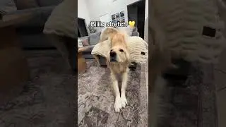 @the.golden.turkey: Stretchin into Wednesday 🤪 #dog #doglover