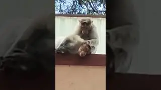 Cute Monkey Bonding 👏👏