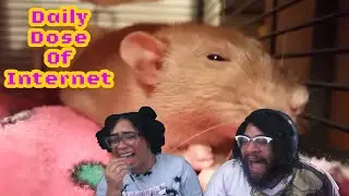 One Pissed-Off Rat! | Daily Dose Of Internet