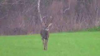 New Years Eve Alabama 8pnt