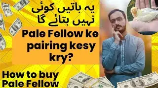 PaleFellow kesy or kis sy Buy kry? PaleFellow pairing | Shani Bhai Aviary