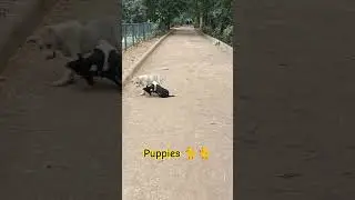 Two puppies 🐈🐈 fighting in the lake side park in the morning