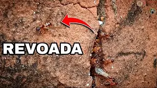Registro de uma revoada de formigas 8 anos depois 