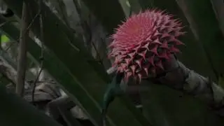 Aechmea multiflora visited by Thalurania glaucopis