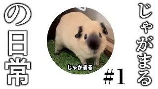 じゃがまるの日常#1