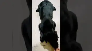 Black Labra Puppy Basic Training-Day2