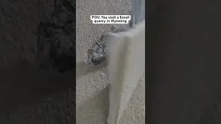 POV: Fossil Digging in Wyoming 🦴