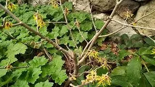 Гамамелис виргинский (Hamamelis virginiana)