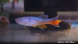 Blue Gularis Killifish