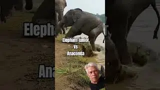 #animals anak gajah diserang ular besar