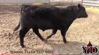 Young Dale HD 90D