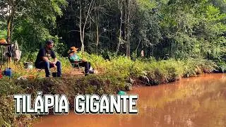 PESCA boa com inscrito do canal e uma TILÁPIA selvagem GIGANTE