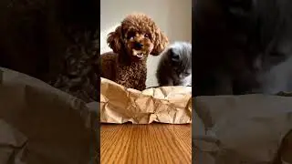 When Curiosity Gets the Best of These Cuties! 🐩🐱🎉| AI