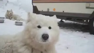 European Sled Race Underway