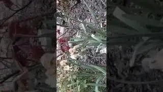 90 Seconds' Gardening - Deadheading Daffodils