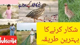 BATAIR KA SHIKAR // QUAIL HUNTING 2020 // BATAIR KI AWAZ SUBHA K LIYE 2020