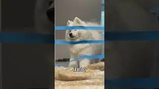 The FUNNIEST CHALLENGE for my DOGS 😂 #dog #funny #samoyed #australianshepherd #cuteanimals