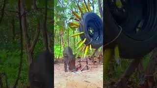 Best Creative Wild Pig Trap Using Wood &Big Tires