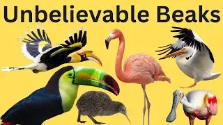 13 Birds With Unbelievable Beaks in the World | Weird Beaks