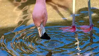 How Flamingos Use Vortices to Capture Underwater Prey