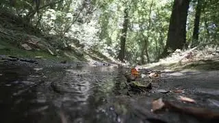 Calm Creek Forest | Relaxing Songs of Nature | Water Sounds for Perfect Sleep Study Focus