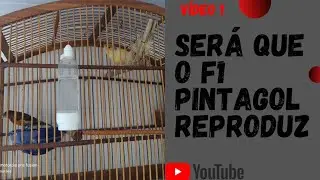 F1 Pintagol com canária belga(será que reproduz mesmo??)