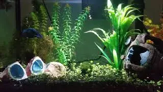my Spoiled  betta fish :)