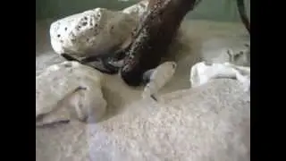 Salobre Proyecto - Yucat&aacute;n Zona Lagunar Biotopo
