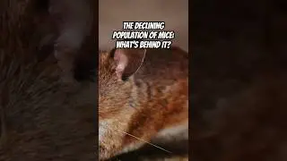 The Declining Population of Mice: What&rsquo;s Behind It?