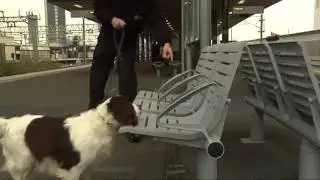 Rescued dog joins elite terror unit