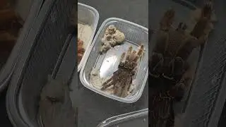 Hysterocrates hercules отличия от времени линьки. Выцветание окраски.