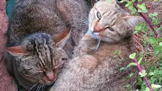 African wildcats relaxing