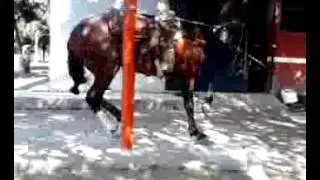 caballo3