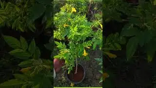 tecoma plant info