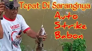 Mancing Ikan Betutu Tepat Di Sarangnya Auto Strike Babon Semua