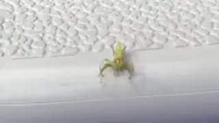 Magnolia Green jumping spider 4k