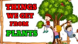 Things We Get From Plants || Things We Get From Trees