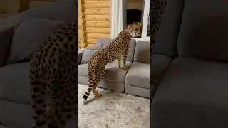 Если бы гепард жил дома😍 #cats