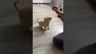 Учим команду Сидеть. Рокки 2,5 месяца! Дрессируем Чихуахуа #домашнийпитомец #чихуахуа