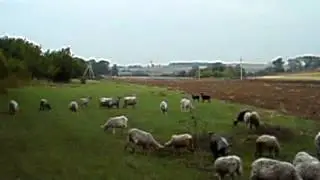 MOV02423