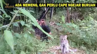 Keahlian Berburu Memeng Kucing Hutan Sama Seperti Anjing