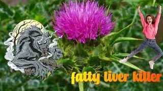 The natural medicinal plant milk thistle treats fatty liver. See and like.