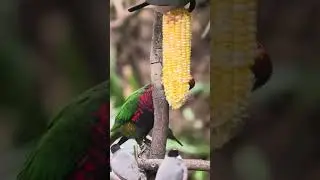 Corn Wars🌽🐦😋玉米爭奪戰