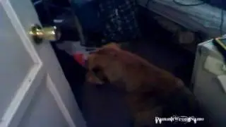 Dog Tripping Over Noises