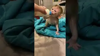 My lovely baby monkey | Curious Monkey Family's Daily