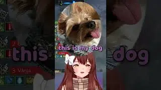 Saintone and my dog have something in common