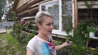 КОБЕЯ ЛАЗАЮЩАЯ. ОБЗОР ВЗРОСЛОГО РАСТЕНИЯ