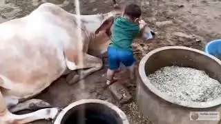 Best example for Animals loyalty